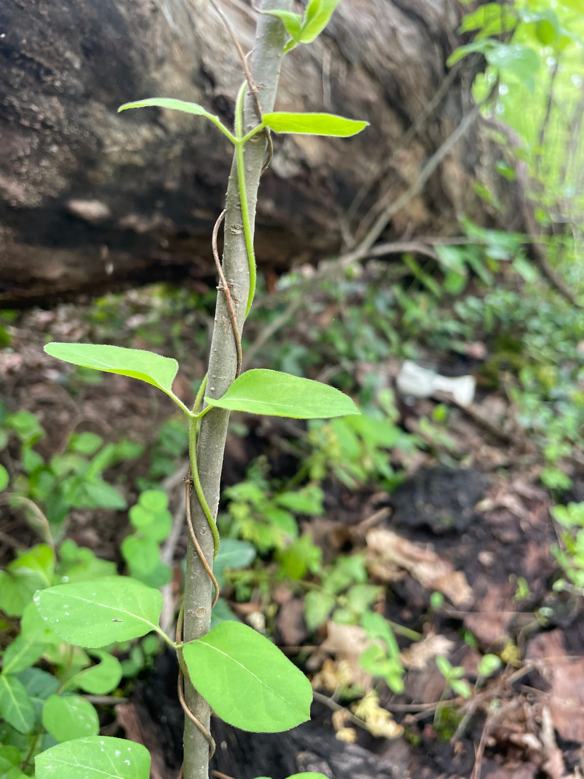 My First Day as a Pagan