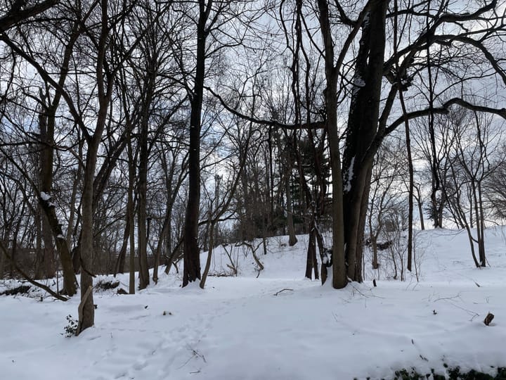 A picture of a forest in winter with snow on the ground.
